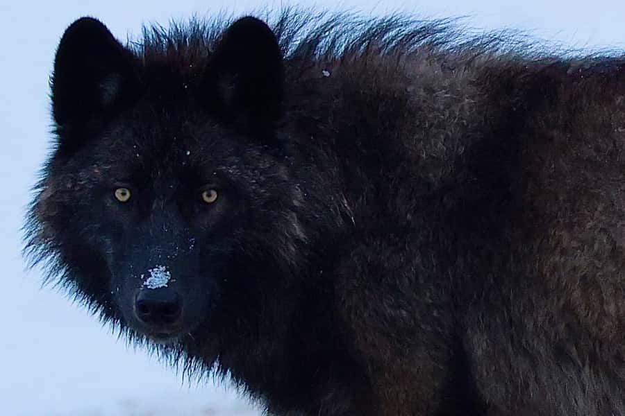 Private Yellowstone Winter Safari and Wolf Watching Tour - Key Points