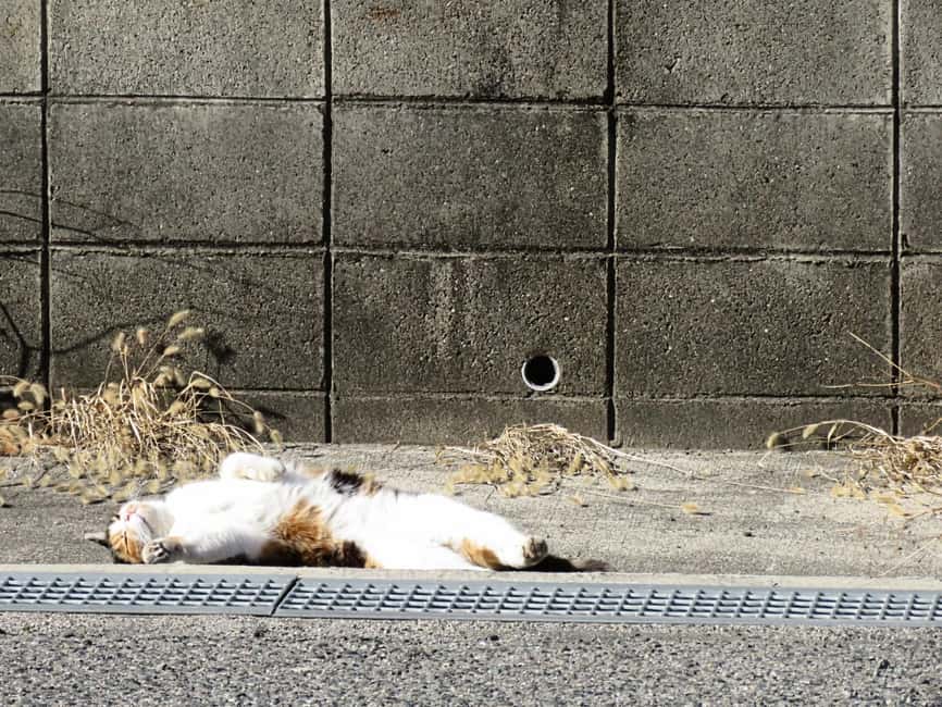 Wakayama: Kada Cycling Tour with Medetai Train Ride - FAQ