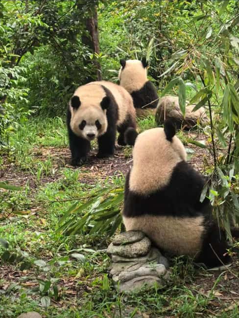 Chengdu: Three-Day Tour to Panda Base and Sanxingdui - Exploring Chengdu in Depth
