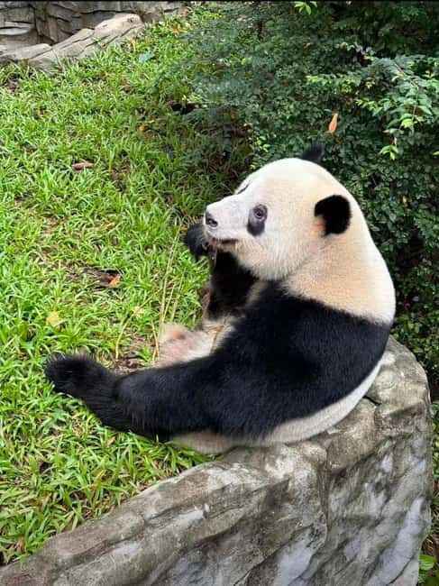 Chengdu: Three-Day Tour to Panda Base and Sanxingdui - Key Points