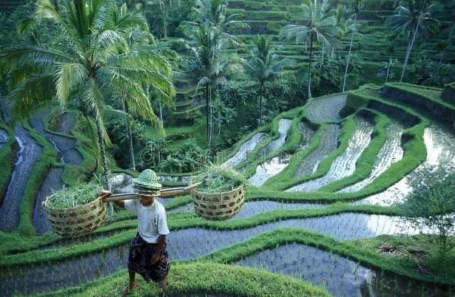Ubud: Telaga Waja Temple, Waterfalls- Mancingan Rice Terrace - FAQ