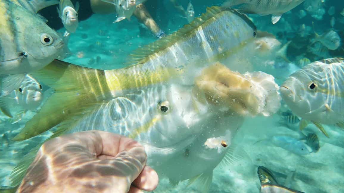 Saona Island: Hidden Beach & Natural Pool - The Catamaran Ride: Music and Breeze