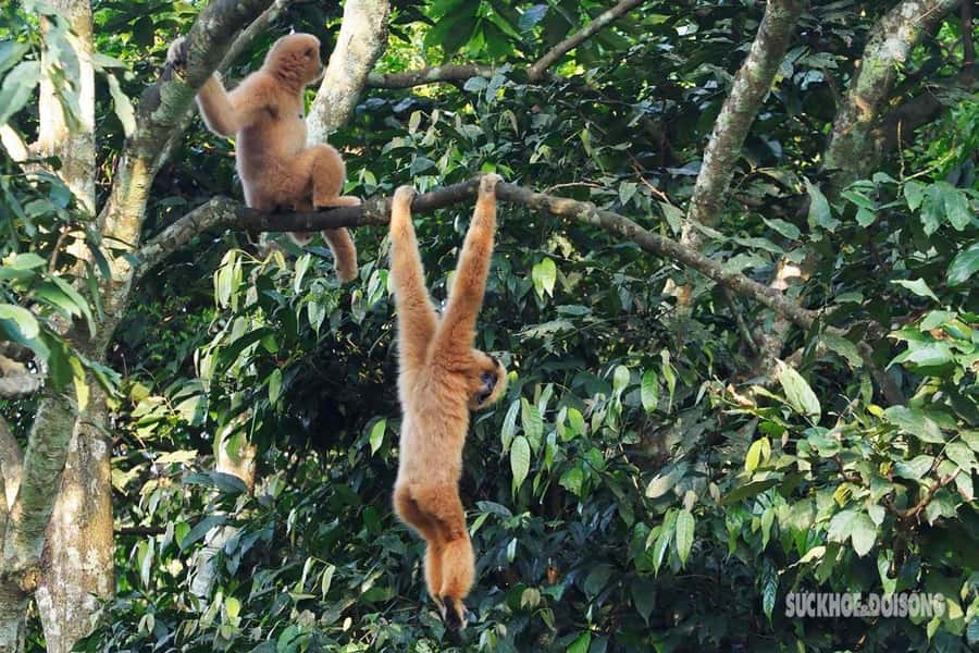 Ninh Binh: CUC PHUONG Park Jungle Hike Day Tour, SMALL GROUP - A Thorough Look at the Experience  