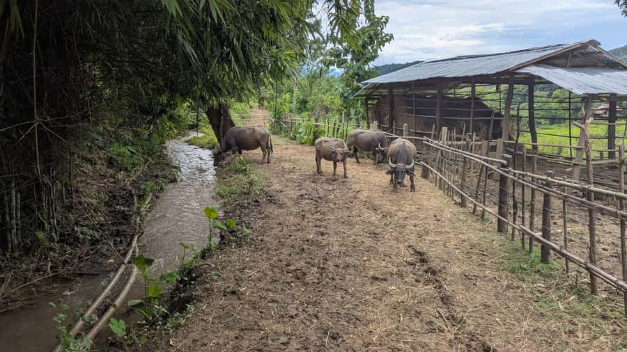 Kuang Si Falls, Forest Easy Hike & Mekong Sunset Cruise - Frequently Asked Questions