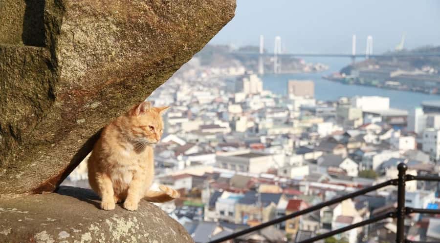 From Hiroshima/Fukuyama:1 Day Bus tour in Onomichi Tomonoura - A Detailed Look at the Tour Experience