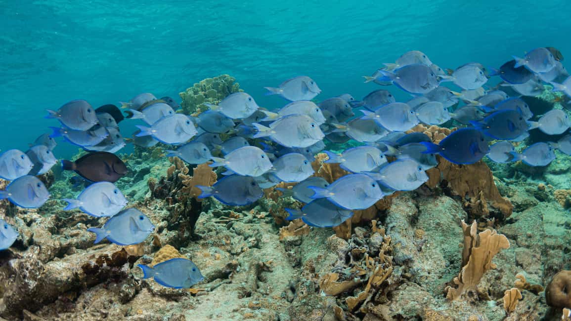 Punta Cana: Private Catalina Island Snorkeling Trip with - Practical Details and Tips