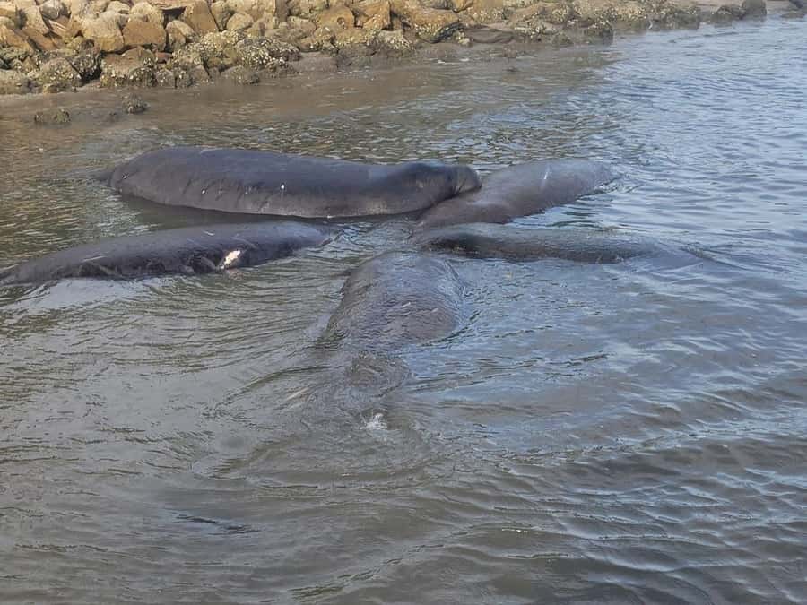 Daytona Beach: Halifax River Wildlife Boat Tour - Final Thoughts