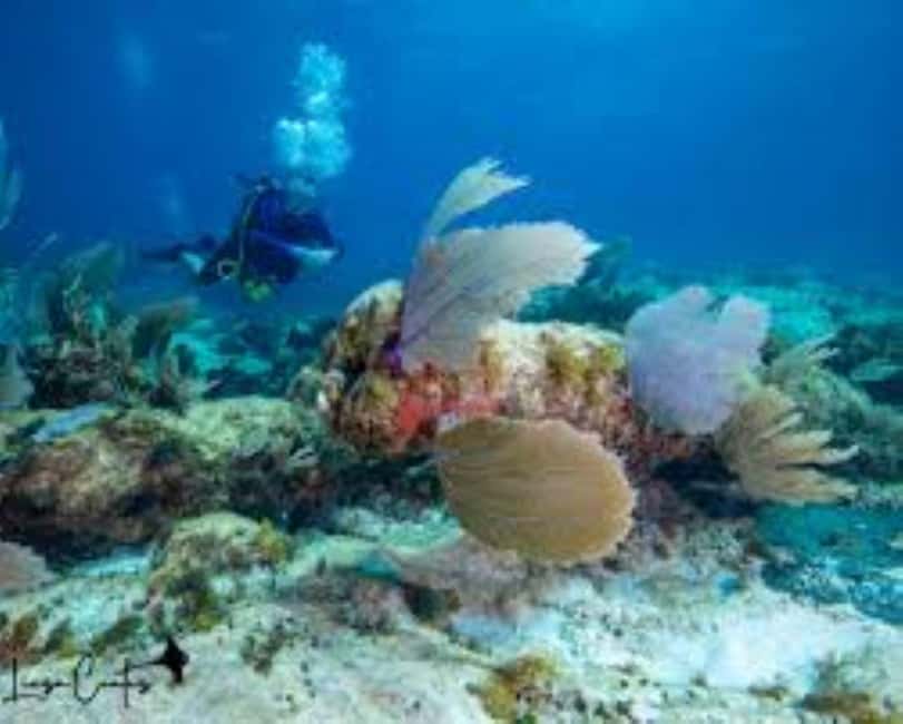 Punta Cana: Catalina Island Scuba Diving Day Trip - Final Thoughts: Who Will Love This Tour?