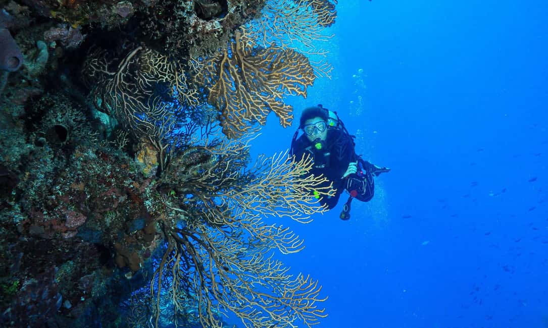 Punta Cana: Catalina Island Scuba Diving Day Trip - Why Choose This Tour?