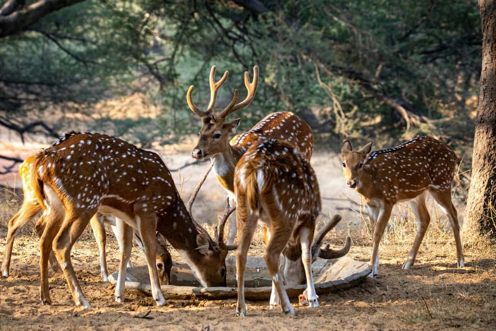 Udaipur: Sajjangarh Wildlife Sanctuary Entry Ticket - What makes this experience stand out?