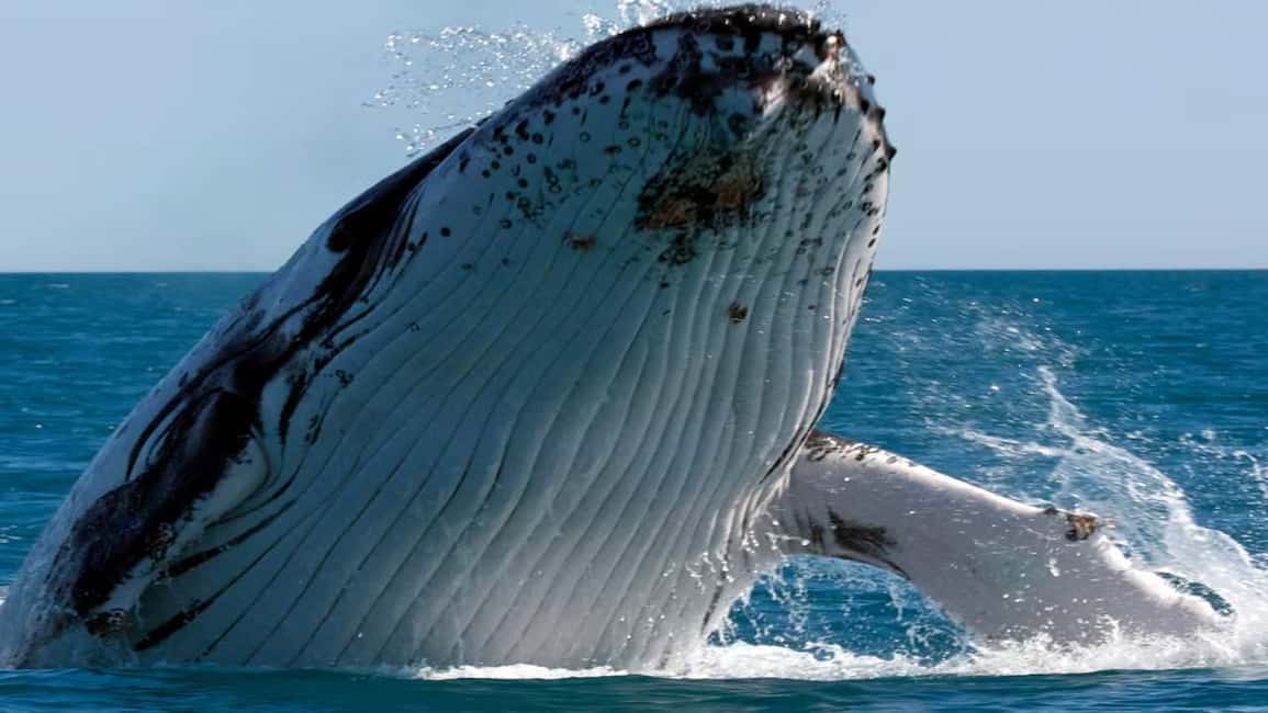 Punta Cana: Whale Watching, Cayo Levantado & Waterfall - El Limón Waterfall: Mountain Adventure and Scenic Ride
