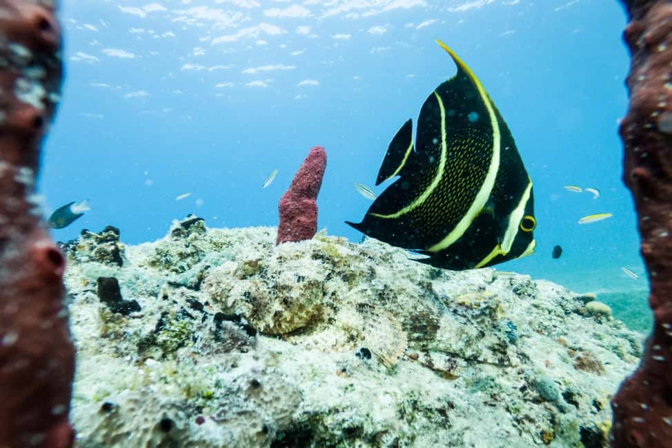 Private Catalina Island Snorkel & Beach Day from Punta Cana - Why This Tour Works