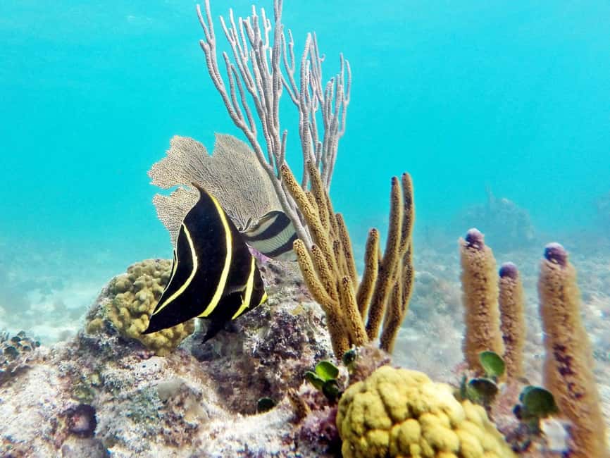 Private Catalina Island Snorkel & Beach Day from Punta Cana - Who Will Love This Experience?