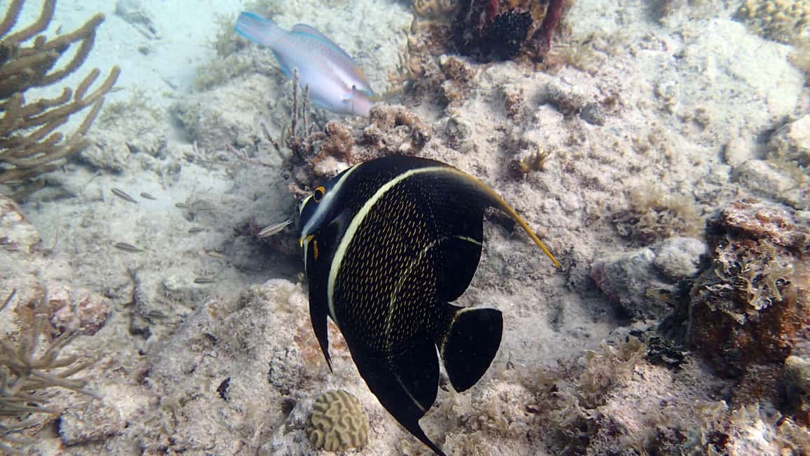 Private Catalina Island Snorkel & Beach Day from Punta Cana - FAQ