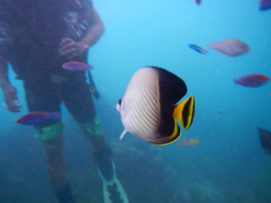 Semporna: Underwater Seawalking with Photography & Transfer - Final Thoughts  