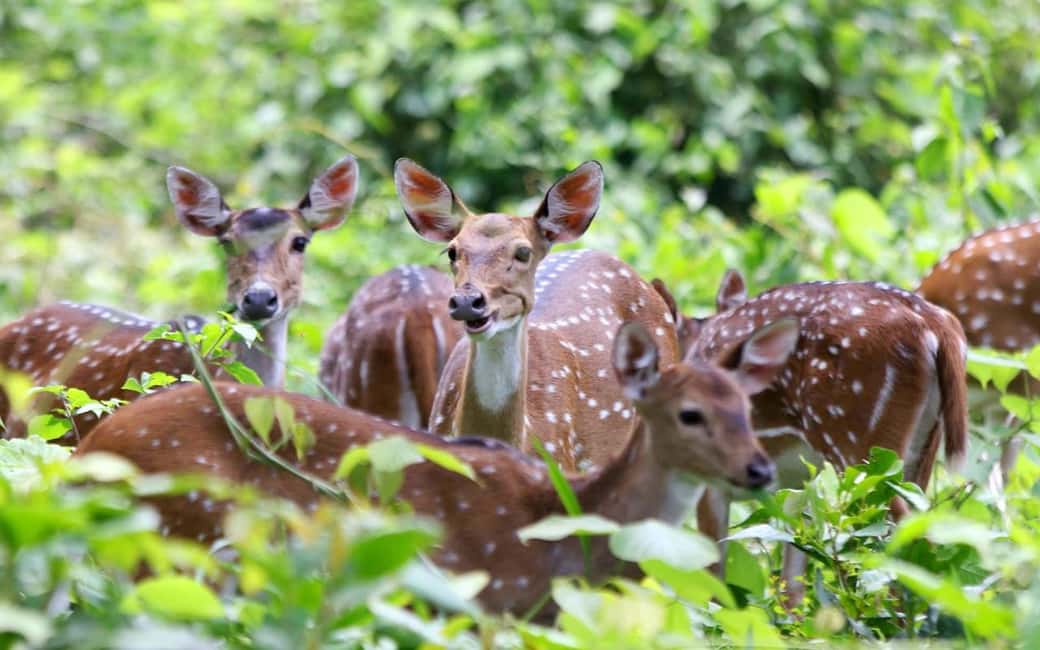 Ooty & Bandipur Safari Day Tour from Coimbatore - Exploring the Full Experience: Ooty & Bandipur in a Day