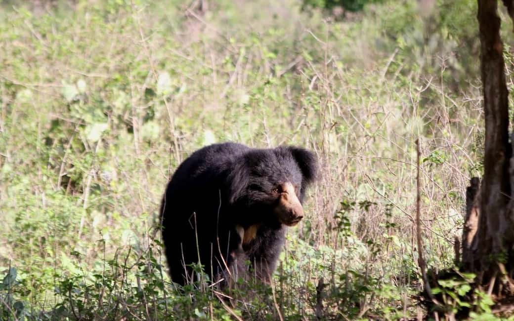 Ooty & Bandipur Safari Day Tour from Coimbatore - Key Points