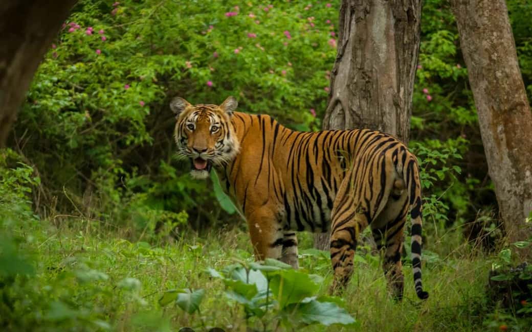 Ooty & Bandipur Safari Day Tour from Coimbatore - Practical Details and Tips