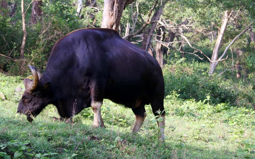 Ooty & Bandipur Safari Day Tour from Coimbatore - Returning to Coimbatore