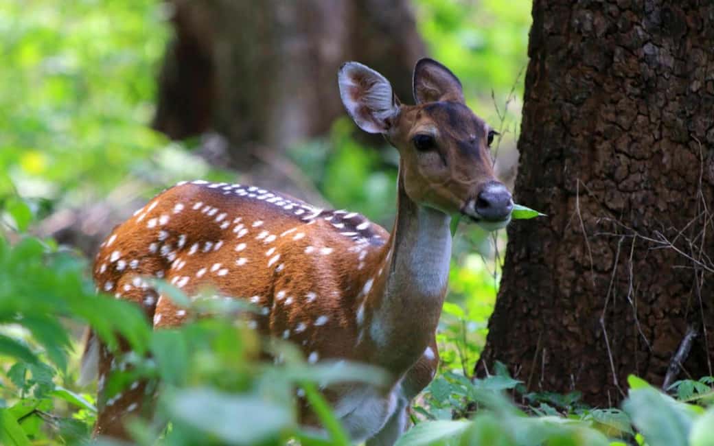 Ooty & Bandipur Safari Day Tour from Coimbatore - The Drive to Bandipur: A Scenic Journey