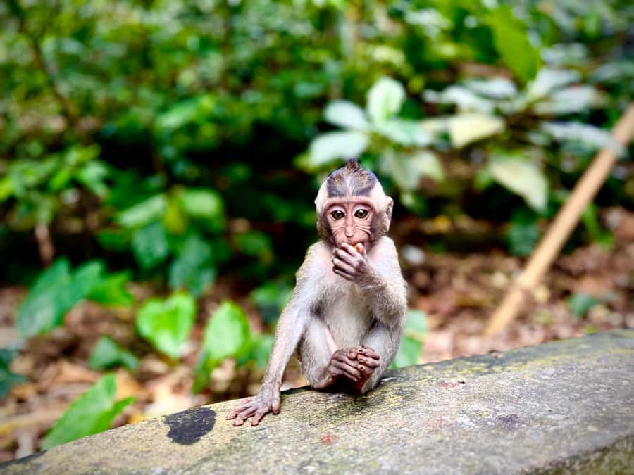 Ubud: Monkey Forest, Cretya Pool & Zipline Shared Tour - Authentic Experiences and Hidden Gems