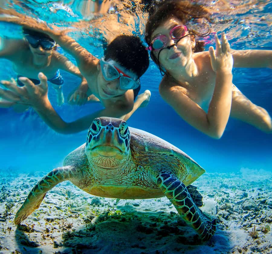 Kailua Kona: Kealakekua Bay Snorkeling Tour with Lunch - Who Will Love This Tour?