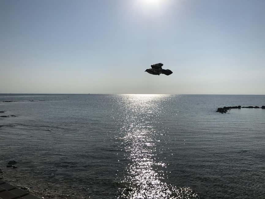 Nassau: Half-Day Guided Tour with Pickup - Why Choose This Tour?