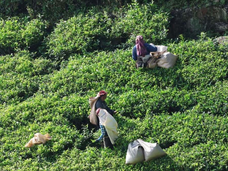 Haputale Day Tour by Tuk Tuk - Nature & Culture - The Authentic Feel of This Tour