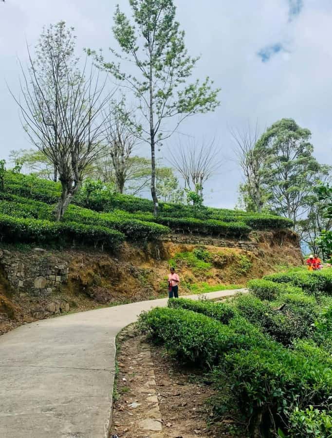 Haputale Day Tour by Tuk Tuk - Nature & Culture - Who Will Love This Experience?