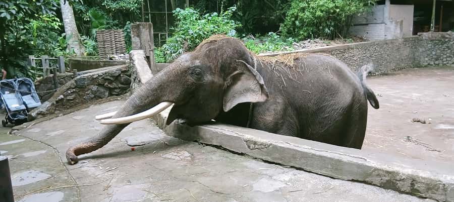 Lombok Safari Wildlife Park, Village and Waterfalls tour - Exploring the Lombok Safari Wildlife Park, Village, and Waterfalls Tour