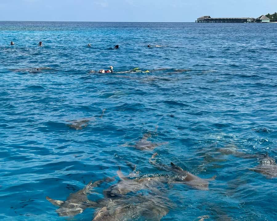 Maldives: Snorkeling with Nurse Sharks, Coral Reef, Sandbank - FAQ