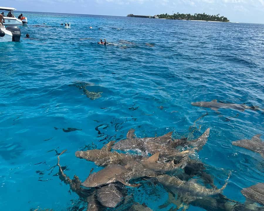 Maldives: Snorkeling with Nurse Sharks, Coral Reef, Sandbank - An In-Depth Look at the Maldives Snorkeling Tour