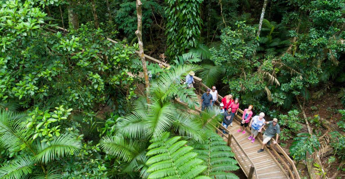 From Cairns: Daintree Rainforest & Cape Tribulation 4WD Tour - From Cairns: Daintree Rainforest & Cape Tribulation 4WD Tour
