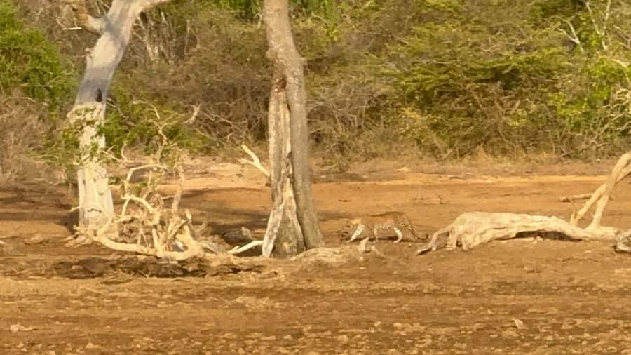 Weheragala National Park: Jeep Safari Tour - Good To Know