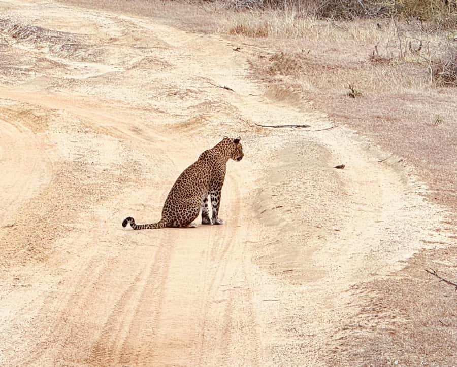 Weheragala National Park: Jeep Safari Tour - Stops and Scenic Spots
