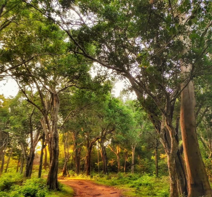 Weheragala National Park: Jeep Safari Tour - Pricing and Value