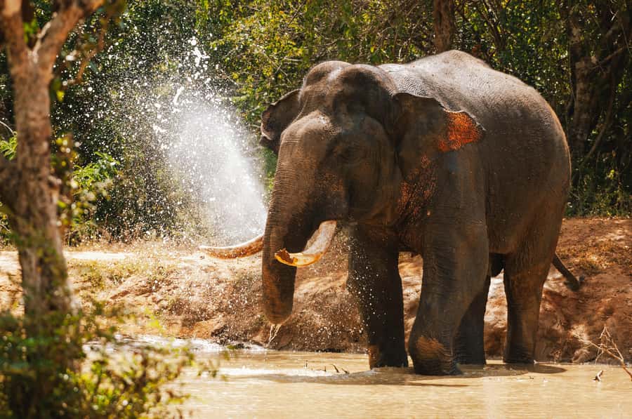 Weheragala National Park: Jeep Safari Tour - Wildlife and Birdwatching Highlights