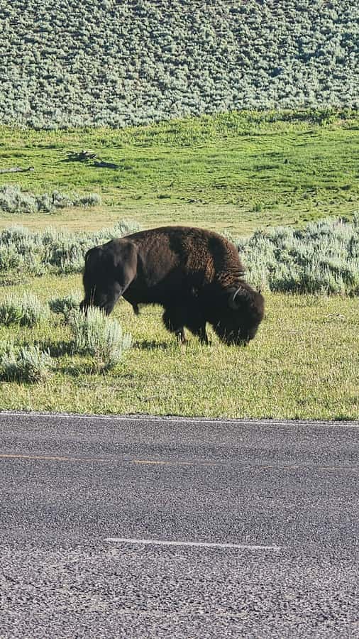 Yellowstone: Full-Day Private Guided Tour with Picnic Lunch - The Experience & What Travelers Say