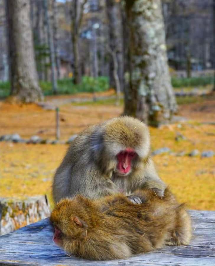 Nagoya: Kamikochi Autumn Hiking & Photography Tour - FAQ