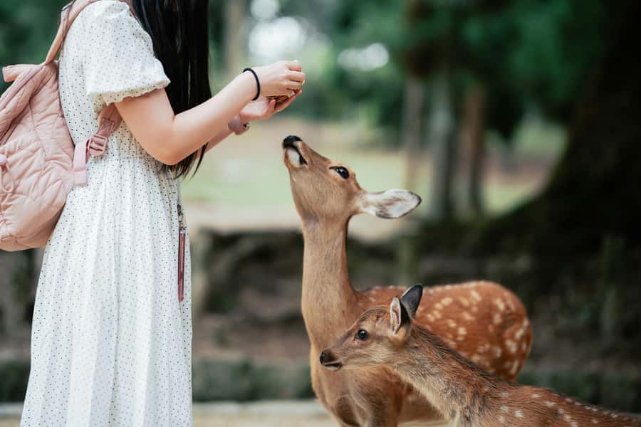 Nara: 3 UNESCO Sites Tour with Big Buddha & Deer - What to Expect from the Experience
