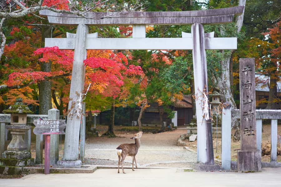 Nara: 3 UNESCO Sites Tour with Big Buddha & Deer - Who Will Benefit Most from This Tour?