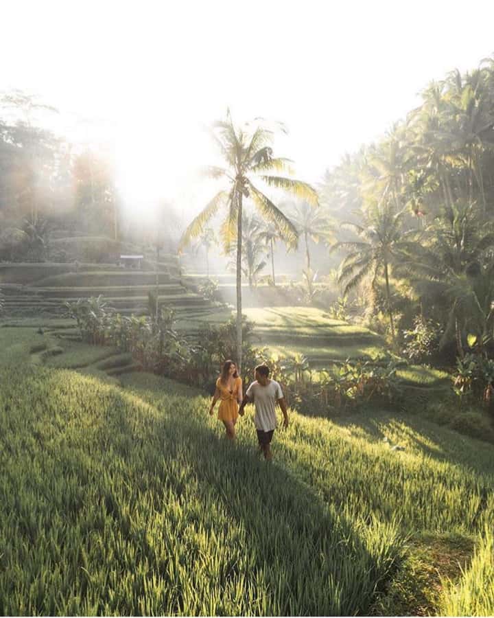 Private Ubud Tour  Monkey Forest, Rice Terrace & Waterfall - Tirta Empul: Sacred Water Temple and Rituals