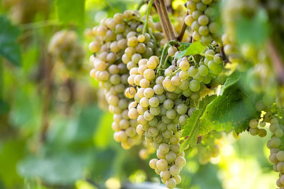 From Durres: Farmland, Vineyard & Wine Tasting Tour - Discovering Albanian Grape Varieties and Vineyard Walks