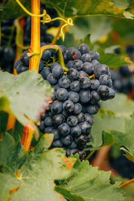 From Durres: Farmland, Vineyard & Wine Tasting Tour - Key Points