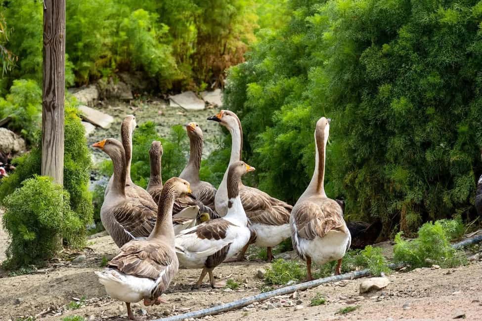 From Durres: Farmland, Vineyard & Wine Tasting Tour - Visiting a Traditional Family Farm Near Durres