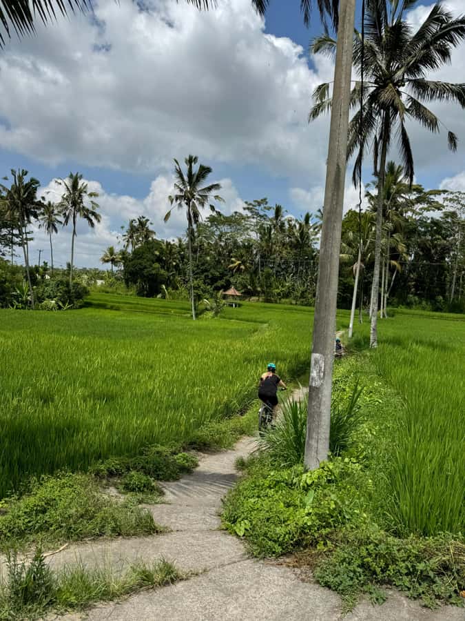 Ubud: PRIVATE Downhill Bike Tour with Rice Terraces & Meal - Key Points