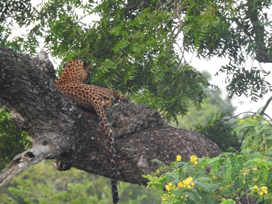Yala National Park: Leopard Safari incl. Entry tickets - A Closer Look at the Experience