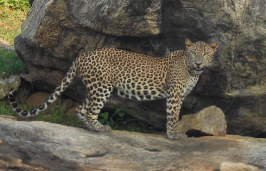 Yala National Park: Leopard Safari incl. Entry tickets - FAQs