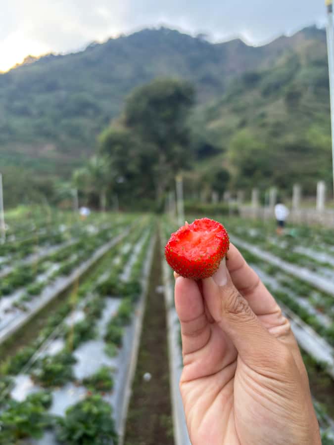 Lombok: Waterfalls, Strawberry Harvest, and Hike Tour - An Overview of the Tour Experience
