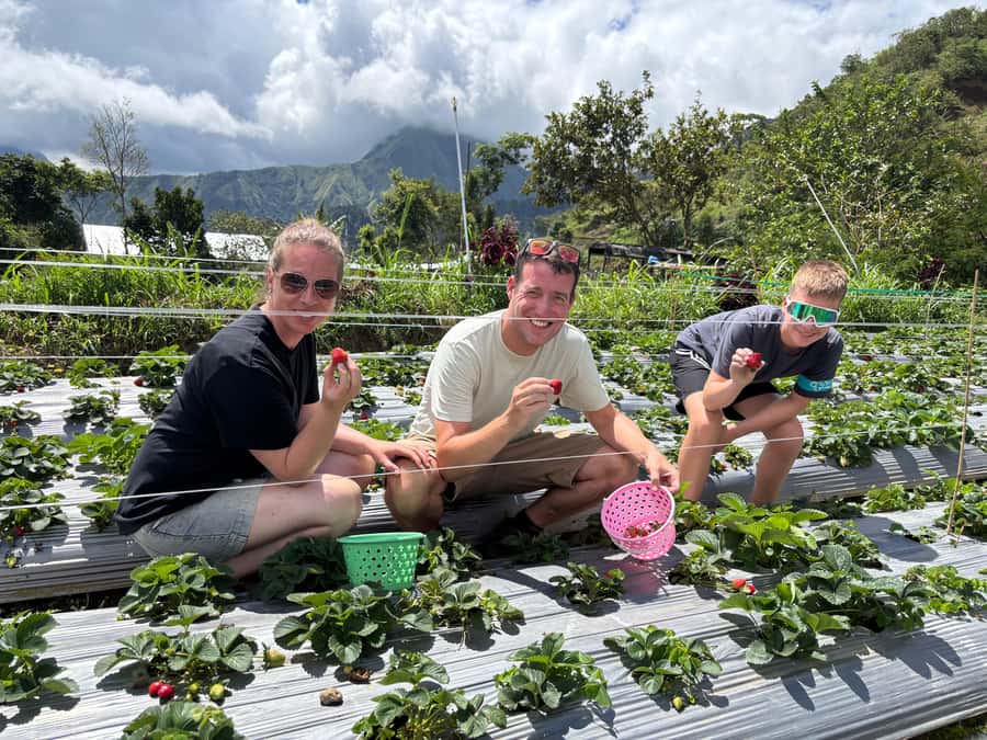 Lombok: Waterfalls, Strawberry Harvest, and Hike Tour - Detailed Breakdown of the Itinerary